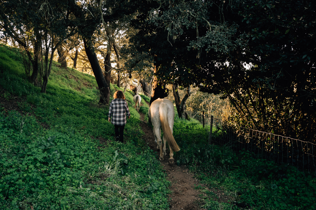 Pferdeliebe, Pferdefotograf, photograph chevaux, Tiere heilen, Pferdegestütztes Coaching, Verbindung