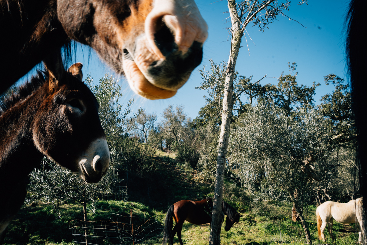 Pferdeliebe, Pferdefotograf, photograph chevaux, Tiere heilen, Pferdegestütztes Coaching, Esel