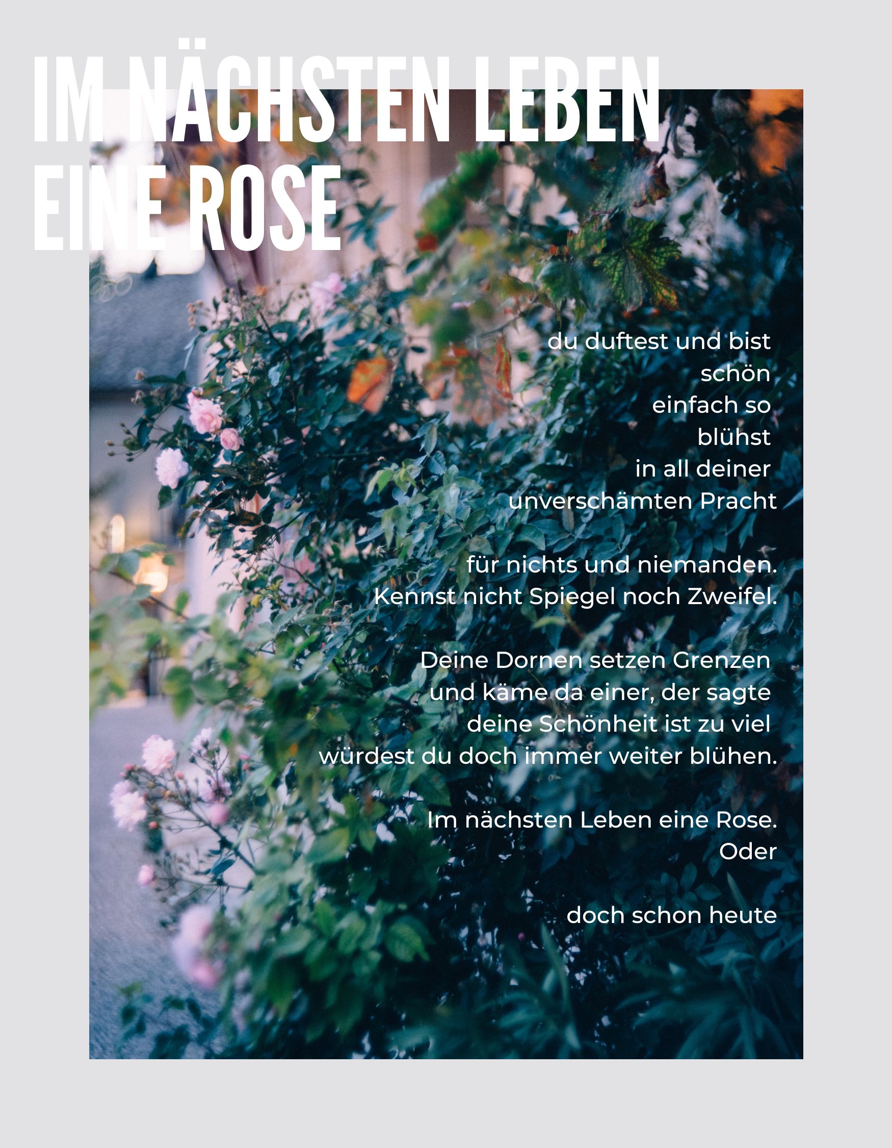Rose, Achtsamkeit, Poesie 